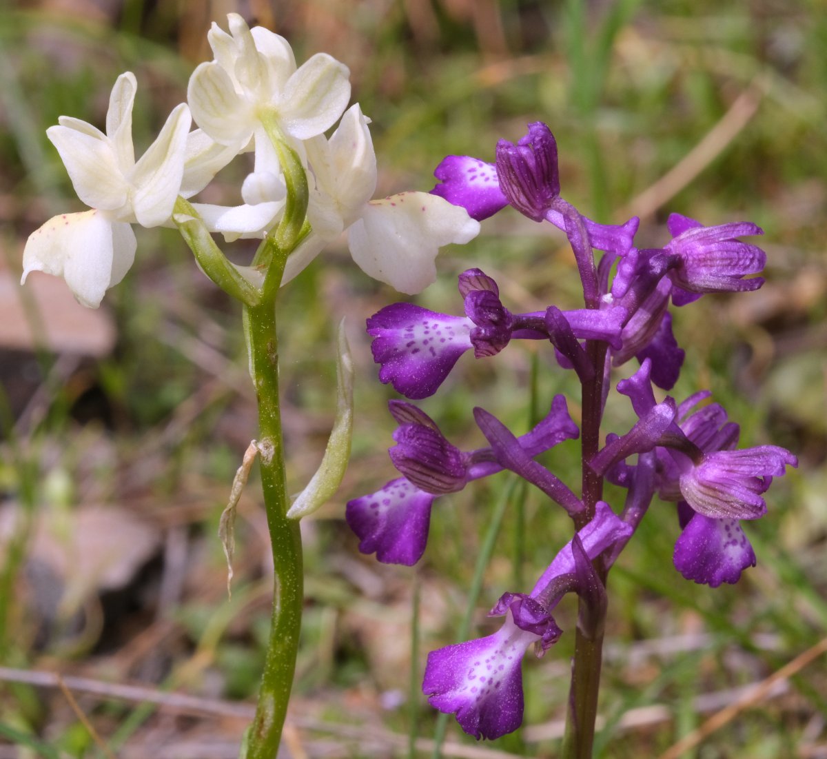 Ultime orchidee per quest''anno - Dalla Grecia con passione